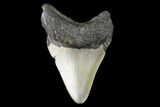 Bargain, Fossil Megalodon Tooth - North Carolina #129965-2